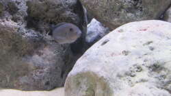 Cynotilapia afra cobue Weibchen