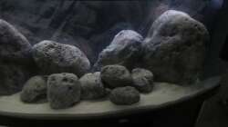 Aquarium neue Malawipfütze