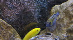 Besatz im Aquarium neue Malawipfütze