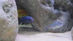 Cynotilapia pulpican m/w