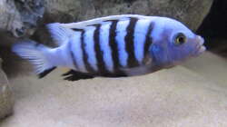 Pseudotropheus pulpican m