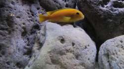 Besatz im Aquarium neue Malawipfütze