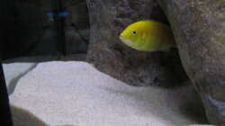 Besatz im Aquarium neue Malawipfütze