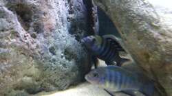 Besatz im Aquarium neue Malawipfütze