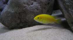 Besatz im Aquarium neue Malawipfütze