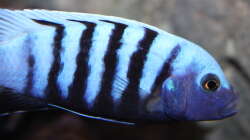 Besatz im Aquarium neue Malawipfütze