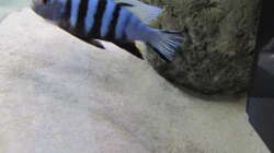 Besatz im Aquarium neue Malawipfütze