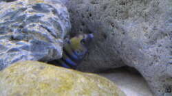 Besatz im Aquarium neue Malawipfütze