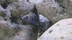 Cynotilapia afra cobue Bock