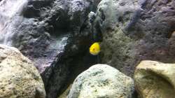 Besatz im Aquarium neue Malawipfütze