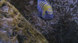 Besatz im Aquarium neue Malawipfütze