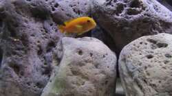 Besatz im Aquarium neue Malawipfütze