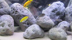 Besatz im Aquarium neue Malawipfütze