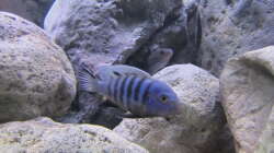 Besatz im Aquarium neue Malawipfütze