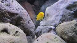 Besatz im Aquarium neue Malawipfütze