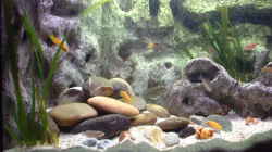 Aquarium Becken 285