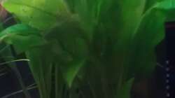 Das ist aufjedenfall eine Echinodorus