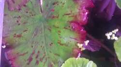 Grün und Rot in einem Tigerlotus :)