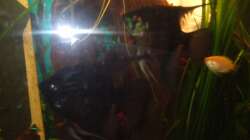 Schwarzes Skalarpaar  + Jan.  2014