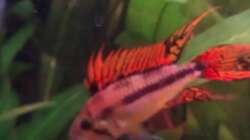 Kakadubuntbarschmann + Jan.  2014