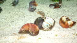 Besatz im Aquarium Becken 286