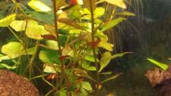 Ludwigia Repens und Wassernabel