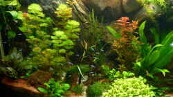 Pflanzen im Aquarium S&N 3 Vision 260 Liter Südamerika Becken