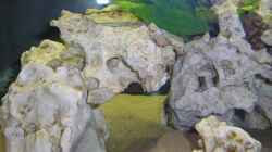 Dekoration im Aquarium Becken 2872