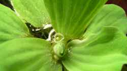 Blühende Muschelblume - sollen auch wieder welche rein