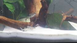 Besatz im Aquarium Welspenthouse