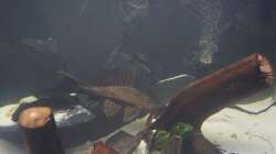 Besatz im Aquarium Welspenthouse