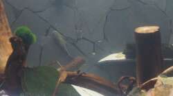 Besatz im Aquarium Welspenthouse