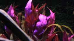 Rosablättriges Papageienblatt (Alternanthera reineckii `Pink`)