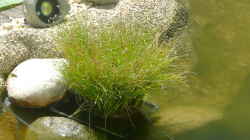 Pflanzen im Teich Teich