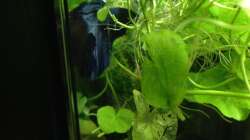 da treibt er in die Schwimmpflanzen