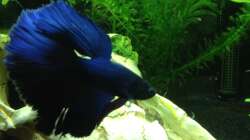 bisschen Flosse zeigen 