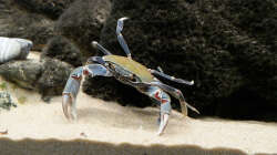 Malawikrabbe am Klettern