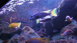 Besatz im Aquarium Becken 28893  Malawidelta