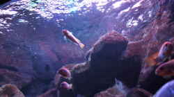 Besatz im Aquarium Becken 28893  Malawidelta