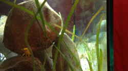Pflanzen im Aquarium Kleiner Tanganjikasee