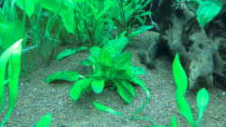 Gefleckte grüne Schwertpflanze / Echinodorus ozelot grün