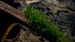 javamoos (taxiphyllum barbieri)