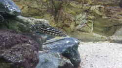 Julidochromis marlieri “Magara` 
