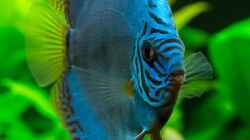 Besatz im Aquarium Diskusfische - Farben und Pflanzen