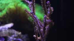 Pflanzen im Aquarium Becken 29062