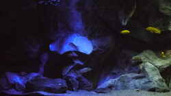 Dekoration im Aquarium Becken 29067
