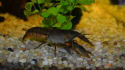 Black Scorpion Krebs 3
