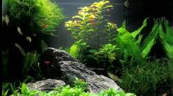 Aquarium Sera cube 60