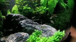 Aquarium Sera cube 60