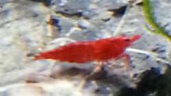 Besatz im Aquarium Sera cube 60